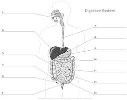 Digestive System Labeling Quiz Diagram
