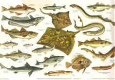 Fishes Of The British Isles