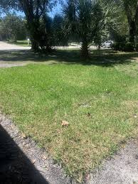 st augustine sod getting worse lawn