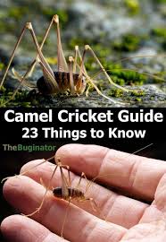 Camel Cricket Guide 23 Things To Know