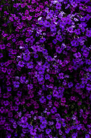 Download hd black purple wallpapers best collection. Purple Wallpapers Free Hd Download 500 Hq Unsplash