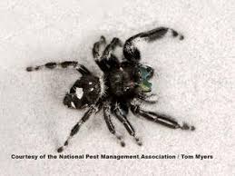 Jumping Spiders Pest Profile Pictures Information