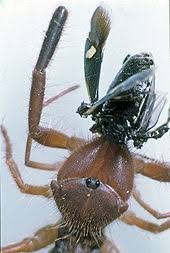 The camel spider got its name because they can frequently be found gathered under camels. Solifugae Wikipedia