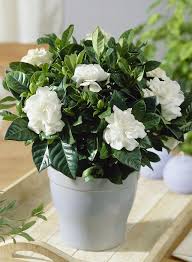 Gardenias need at least an inch of water a week, whether from rainfall or a hose. 14 Best Houseplants For A Restful Sleep Gardenia Plant Gardenia Shrub Gardenia Indoor