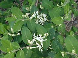 Is this invasive.seems to grow quite well with little help or water. Honeysuckle That Doesn T Smell Sweet