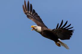 Free Images : flight, sky, accipitridae, sea eagle, falcon, beak, feather, falconiformes, bald eagle, tail, wing, bird of prey, accipitriformes, buzzard, hawk, harrier, wildlife, vulture, Steller's sea eagle, golden eagle, claw 2121x1414 -