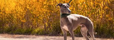 The italian greyhound barks occasionally. Italian Greyhound Dog Breed Facts And Traits Hill S Pet