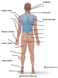 Check spelling or type a new query. Body Regions Back Diagram Quizlet