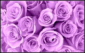 lavender roses flowers nature