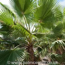 To find high quality washingtonia robusta, trachycarpus fortunei. Washingtonia Robusta The Palm Centre