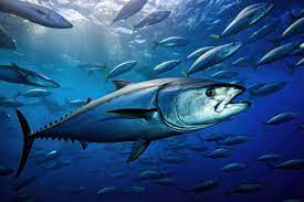tuna fishing stock photos images and