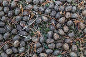 Old Moose Litter In The Forest On Dried Grass Close-up. Elk Excrement, Scat,  Shit. Stock Photo, Picture and Royalty Free Image. Image 107697929.