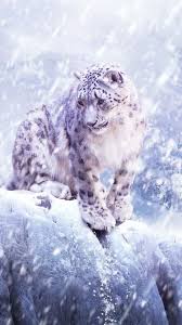 100 snow leopard wallpapers