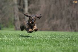 Image result for pets running