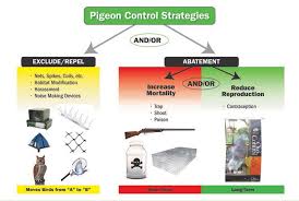 how to get rid of pigeons overview of