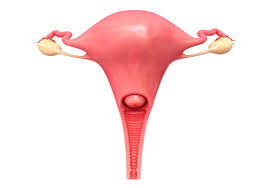 learn about your cervix how it