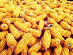 Image result for lots of corn pics