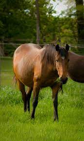 feeding and managing pregnant mares