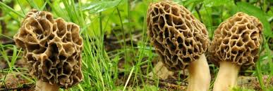 Morel Mushroom Hunting Tips And Tricks Guide Outdoors