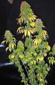 Flowering marijuana is when a female marijuana plant starts to produce buds. Don T Make These 7 Flowering Stage Goofs Grow Weed Easy