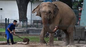Push To Free Chained Elephants At Hanoi Zoo