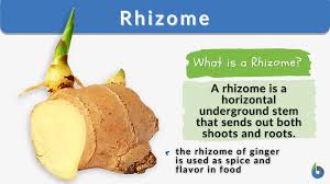 rhizome definition and exles