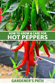 how to plant and grow hot peppers