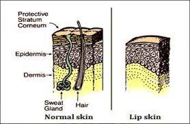 comparison of regular skin and lip skin