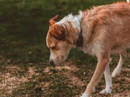 dog throwing up yellow stuff what to