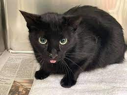 Adopt A Black Cat Black Cat Holistic Rescue Los Angeles