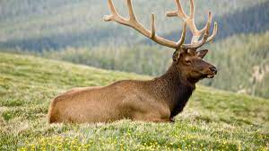 Deer Antler Velvet—What Is It, How ...