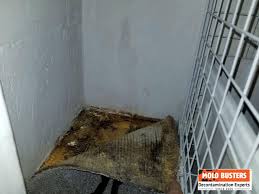 mold in carpet health risks and can