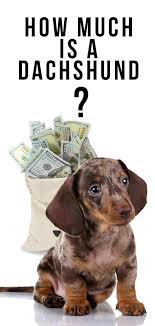 how much is a dachshund what will