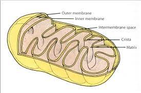 Animal cells and plant cells. Chapter 5 The Cell Powerhouse Mitochondria Structure Animalcellbiology