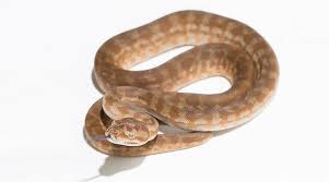 hypo carpet pythons morelia spilota
