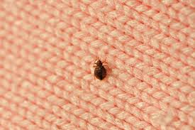 Why Bed Bugs Get On Mattresses The