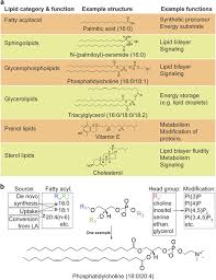 overview of lipids and lipid diversity