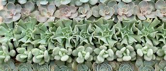 It forms mats of tufted leaves in the shape of rosettes. What Succulent Is This Identifying Your Plant Garden House Home Tips West Coast Gardens