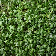 herb seeds pepper cress