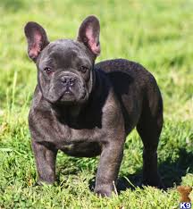 Stanley is a cute blue and tan male frenchie. French Bulldog Pitbull Mix Petfinder