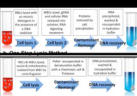 whole blood dna isolation