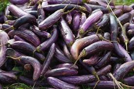 farmers with its new eggplant variety