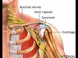 Home > blog > anatomy > shoulder anatomy: Simple Exercise To Reduce Nerve Pressure In Neck Bursitis In Shoulder Dr Mandell Anatomy And Physiology Physiology Anatomy