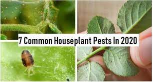 7 Common Houseplant Pests In 2023