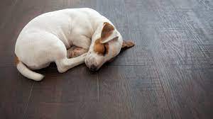7 of the best flooring options for pets
