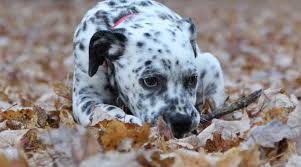 14.02.2019 · dalmatian pitbull mix temperament. Dalmation Mixes 20 Amazingly Spotty Crossbreeds You Ll Love
