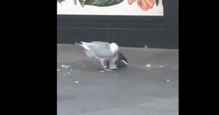 Seagull Brutally Pecks Pigeon To