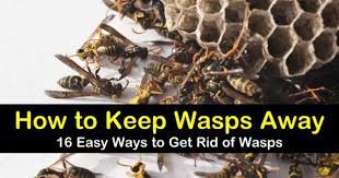 How To Keep Wasps Away 16 Ways To Get