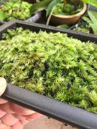 carpet moss furniture home living