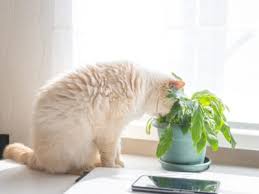 Reviving A Plant Eaten By Cats How To